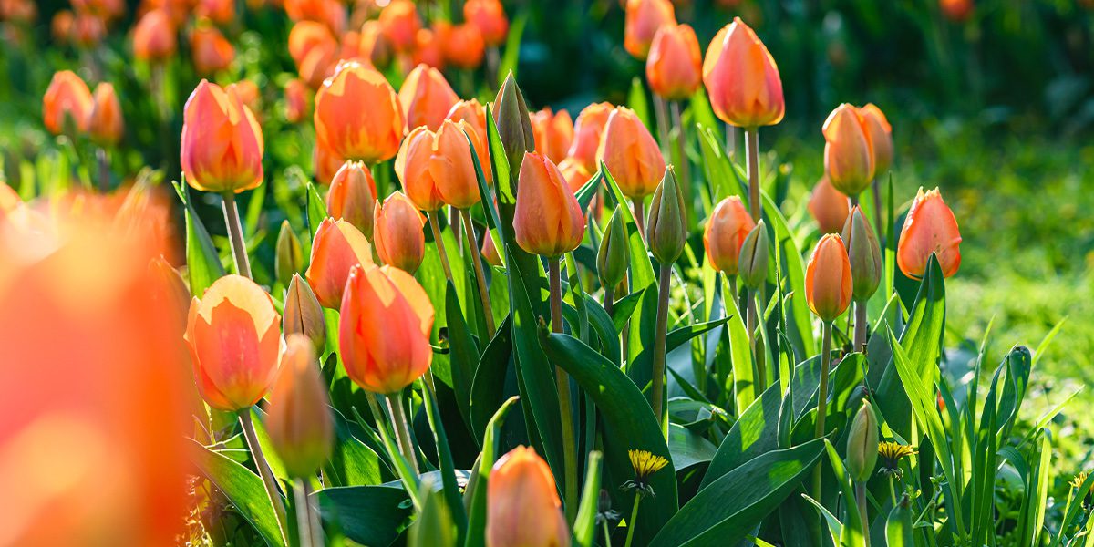 orange blooming tulips-Platt Hill Nursery-Chicago
