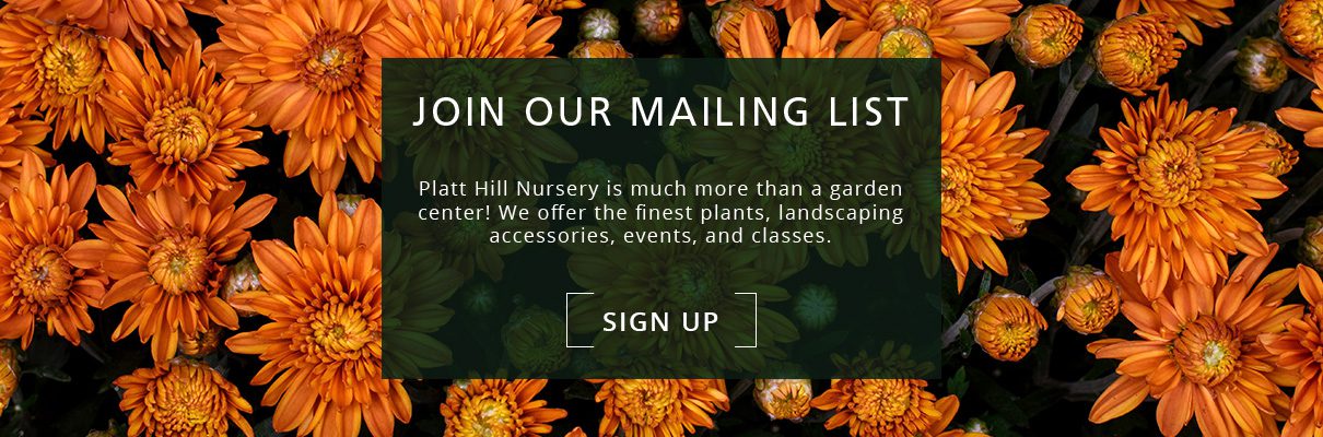 orange chrysanthemums-newsletter-subscribe-button-Platt Hill Nursery-Chicago
