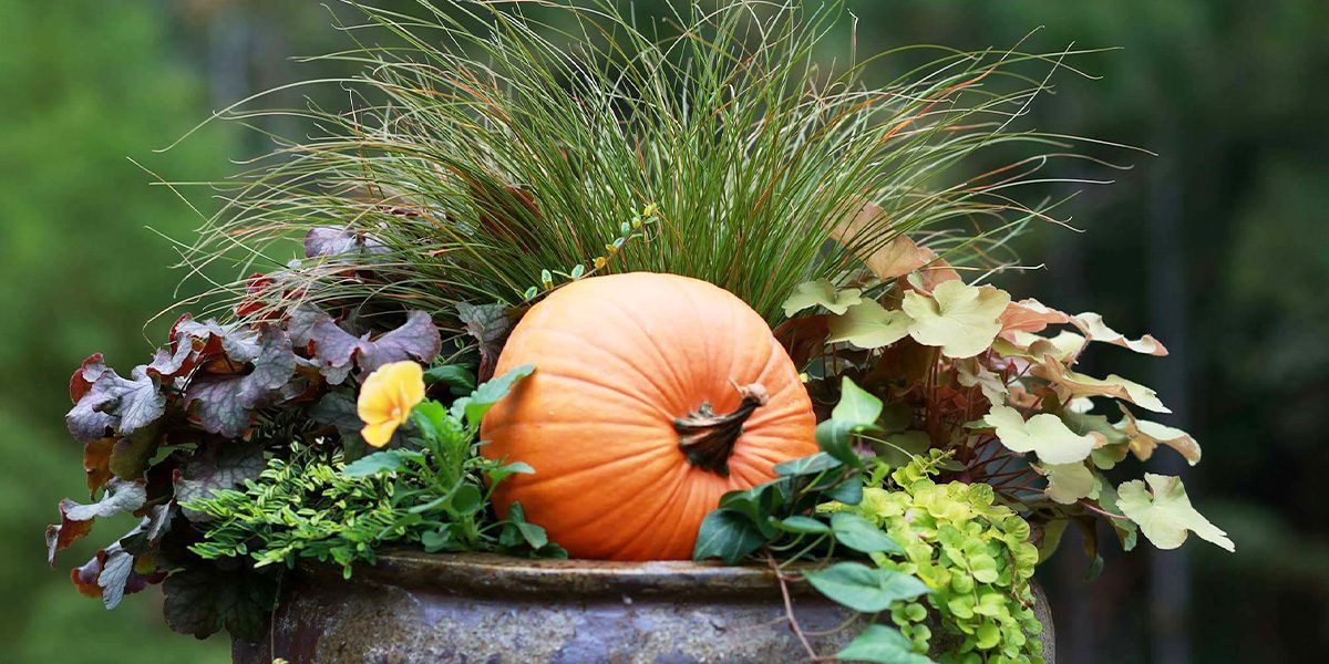 Pumpkin Planter Filler  Pumpkin planter, Autumn decorating, Fall