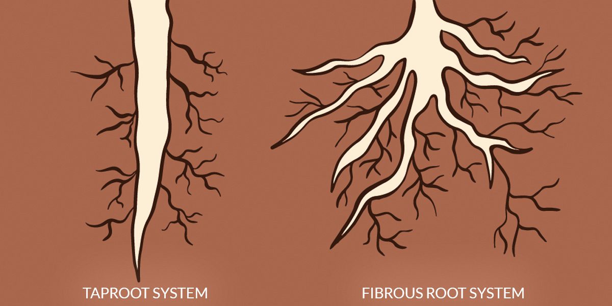 Taproot and fibrous root systems-Platt Hill Nursery-Chicago