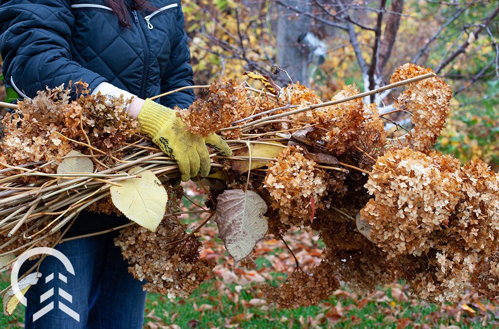 Illinois Fall Pruning Guide