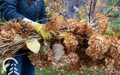 Illinois Fall Pruning Guide
