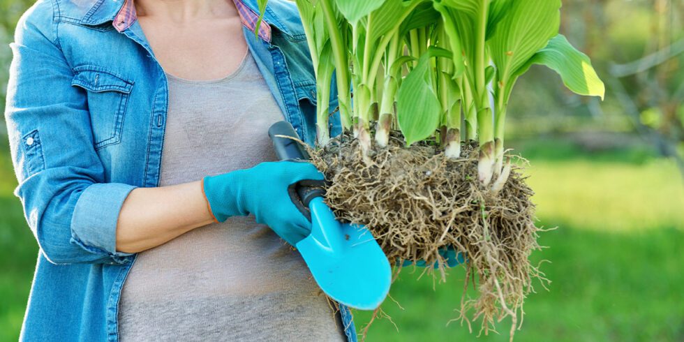 The Perennial Plant Care Guide | Platt Hill Nursery | Chicago | Blog ...