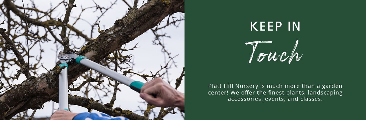 pruning branch from tree-newsletter subscribe button-Platt Hill Nursery-Chicago