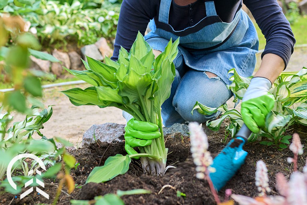 The Perennial Plant Care Guide - Platt Hill Nursery - Chicago