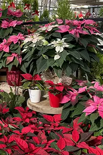 a potted plant and garden tools