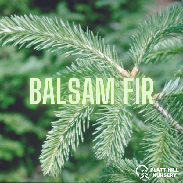 balsam fir tree-Platt Hill Nursery-Chicago