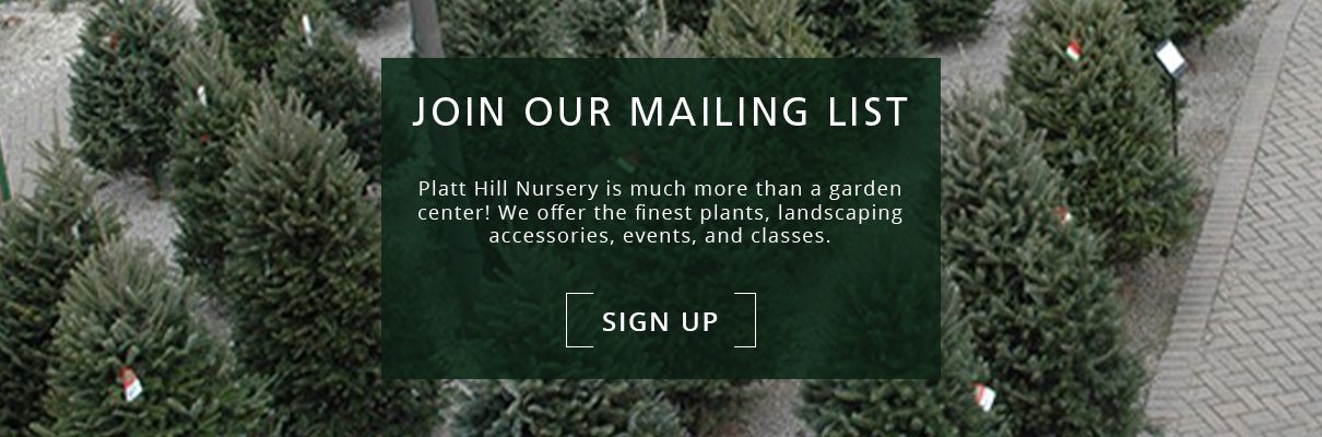 christmas tree lot - newsletter subscribe button-Platt Hill Nursery-Chicago
