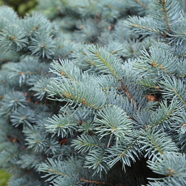 colorado blue spruce-Platt Hill Nursery-Chicago