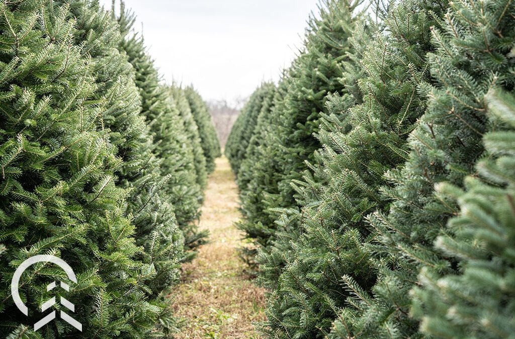 fresh cut christmas tree rows-Platt Hill Nursery-Chicago