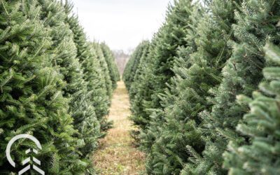 Selecting & Caring for Your Christmas Tree
