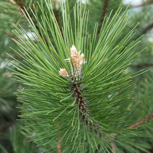 scotch pine tree-Platt Hill Nursery-Chicago