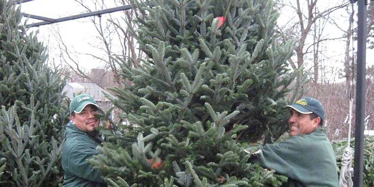 staff holding christmas tree-Platt Hill Nursery-Chicago