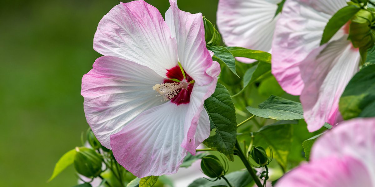 Platt Hill Nursery-Chicago-Hibiscus moscheutos white and pink
