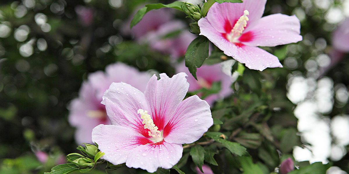 Platt Hill Nursery-Chicago-Rose of Sharon light pink blooms