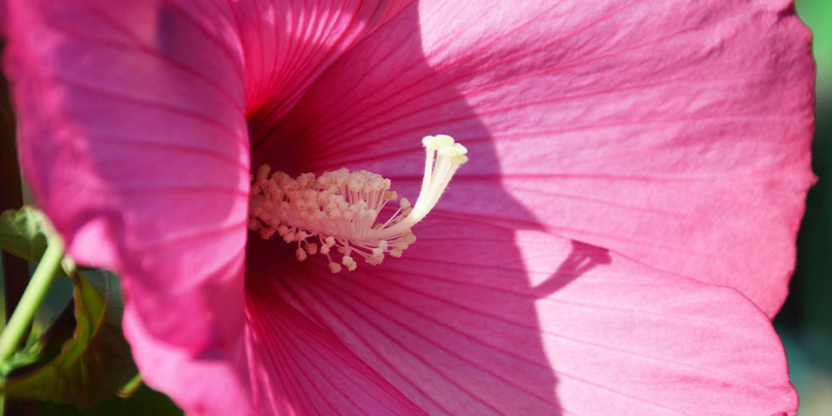Platt Hill Nursery-Chicago-hibiscus moscheutos close up image