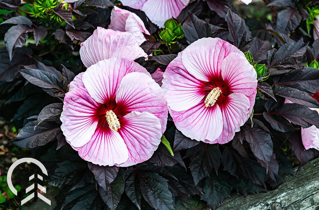 The Perfect Seasons for Planting Hibiscus