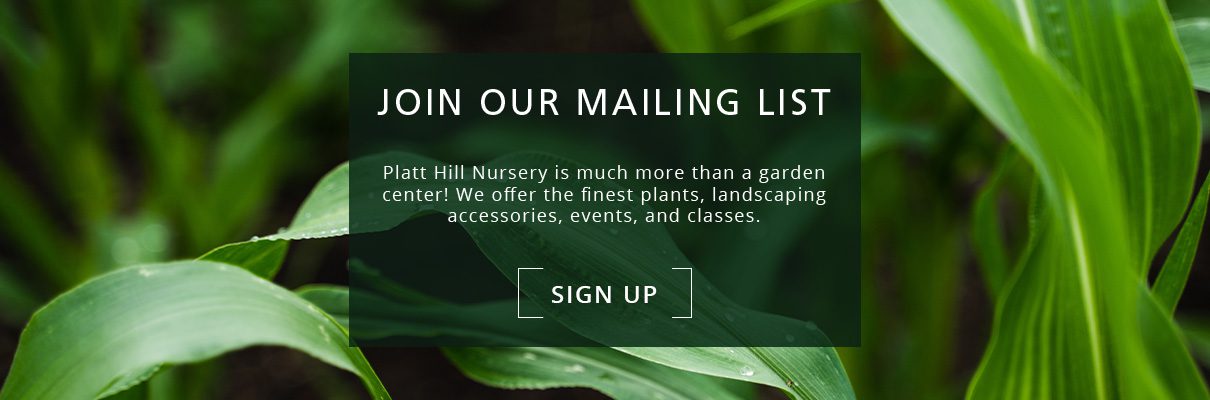 Platt Hill Nursery-Chicago-newsletter subscribe button- row of corn plants
