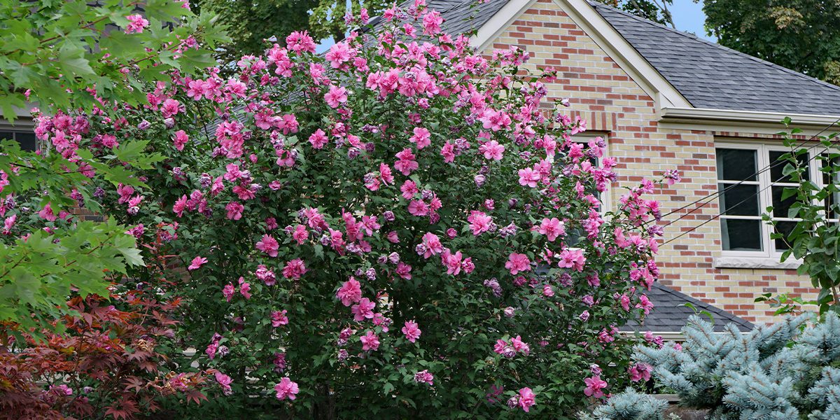 Platt Hill Nursery-Chicago-pink hibiscus shrub front of house