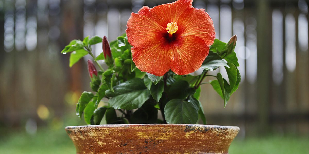 Platt Hill Nursery-Chicago-potted tropical orange hibiscus