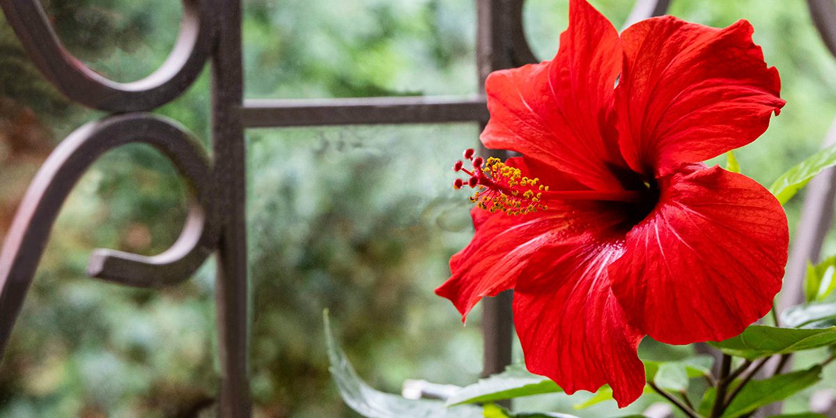 Platt Hill Nursery-Chicago-red tropical hibiscus blooming
