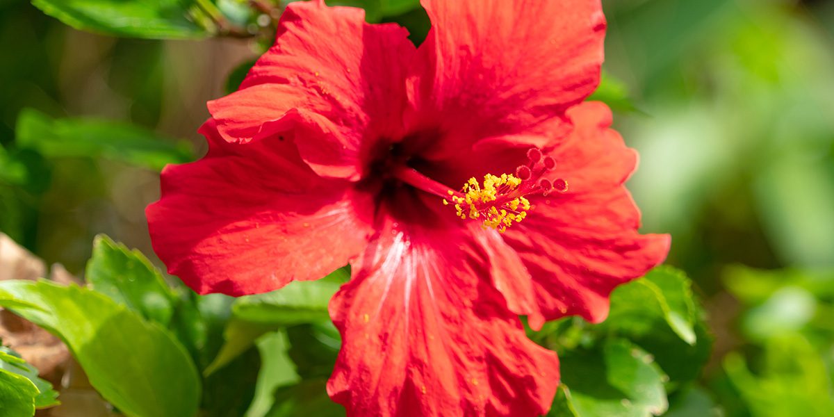 Platt Hill Nursery-Chicago-red tropical hibiscus