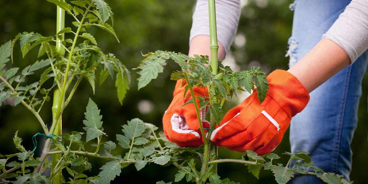Platt Hill Nursery-Chicago-staking of tomato plant
