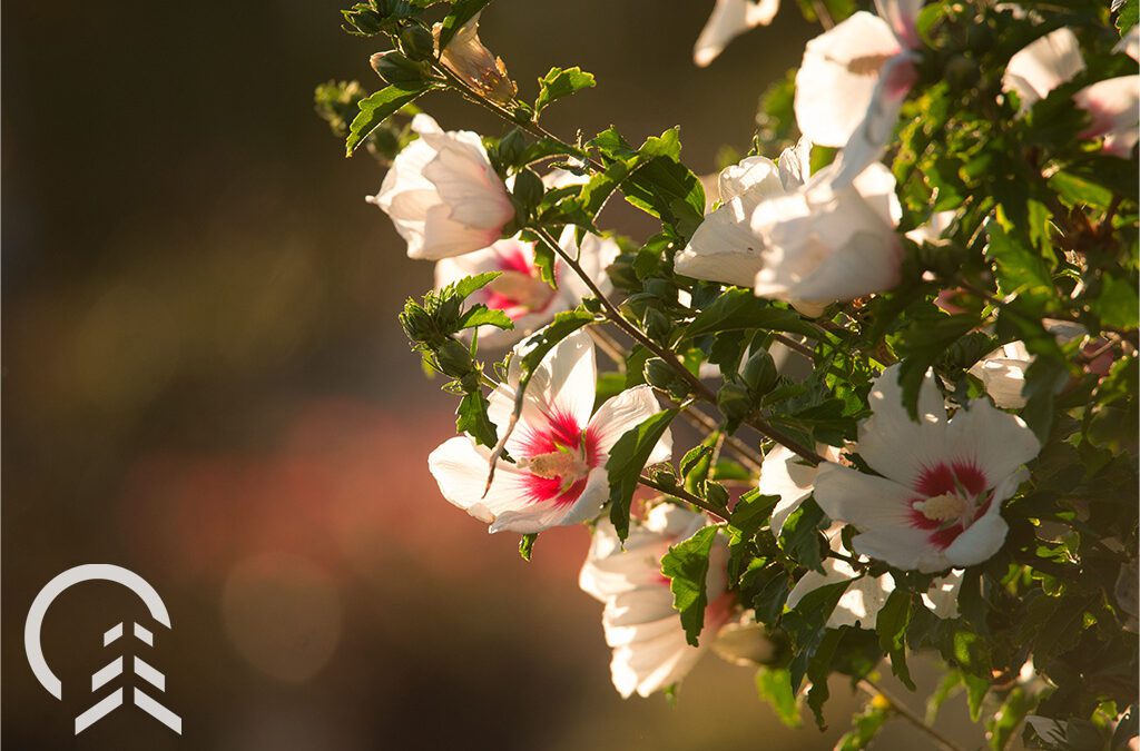 Platt Hill Nursery-Chicago-white and pink hibiscus shrub