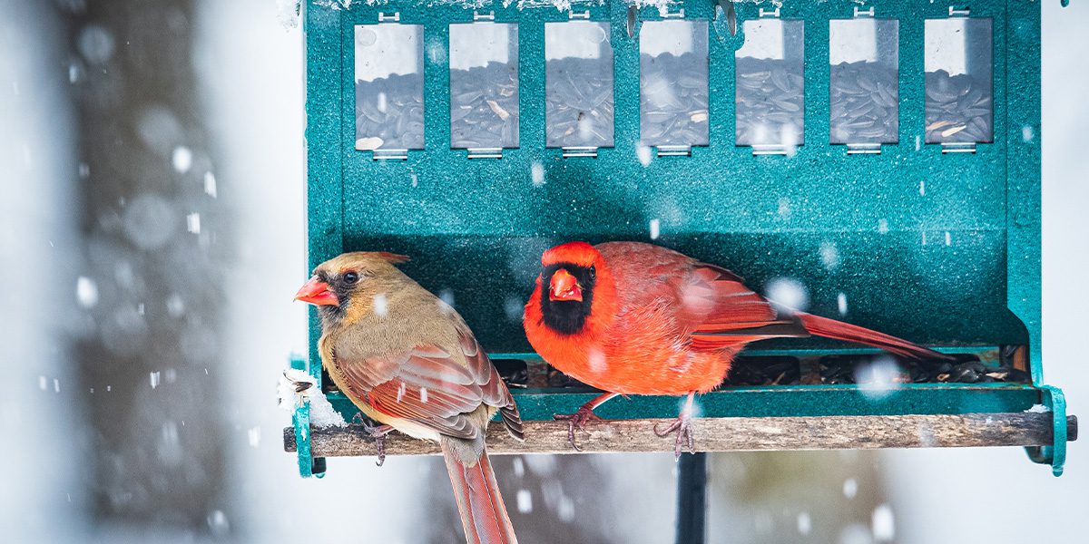 Platt Hill Nursery-Chicago-Northern cardinal birds on feeder