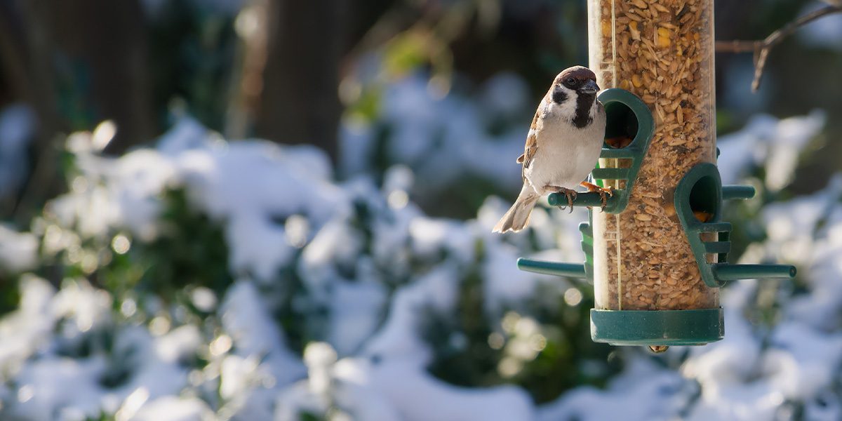 Platt Hill Nursery-Chicago-bird on a tube feeder
