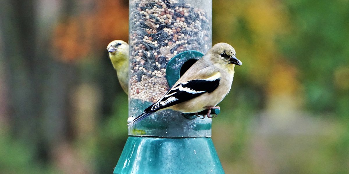 Platt Hill Nursery-Chicago-goldfinch birds on feeder