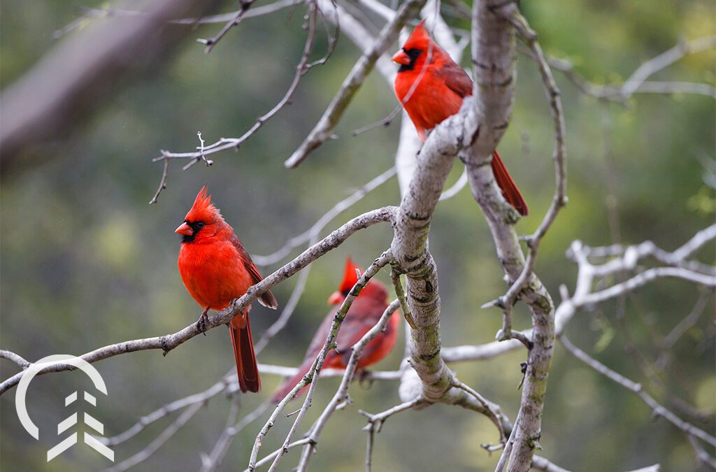Platt Hill Nursery-Chicago-red cardinal birds in tree