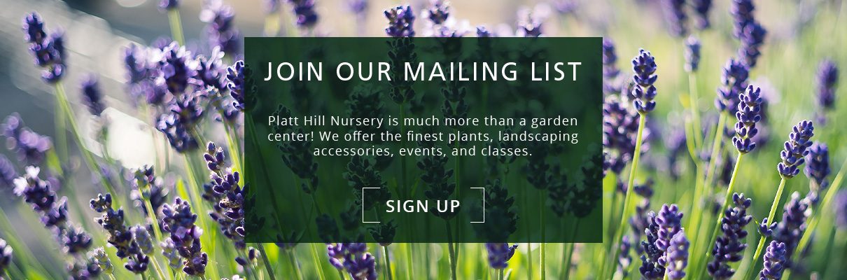lavender houseplant-newsletter subscribe button-Platt Hill Nursery- Chicago