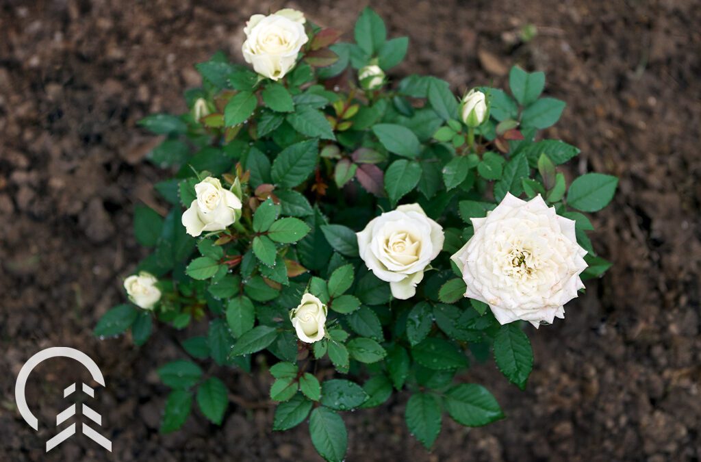 A Step-by-Step Guide to Planting Roses for Carpentersville & Bloomingdale Gardeners
