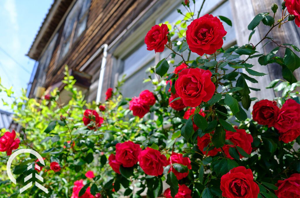 red roses blooming-Platt Hill Nursery-Chicago