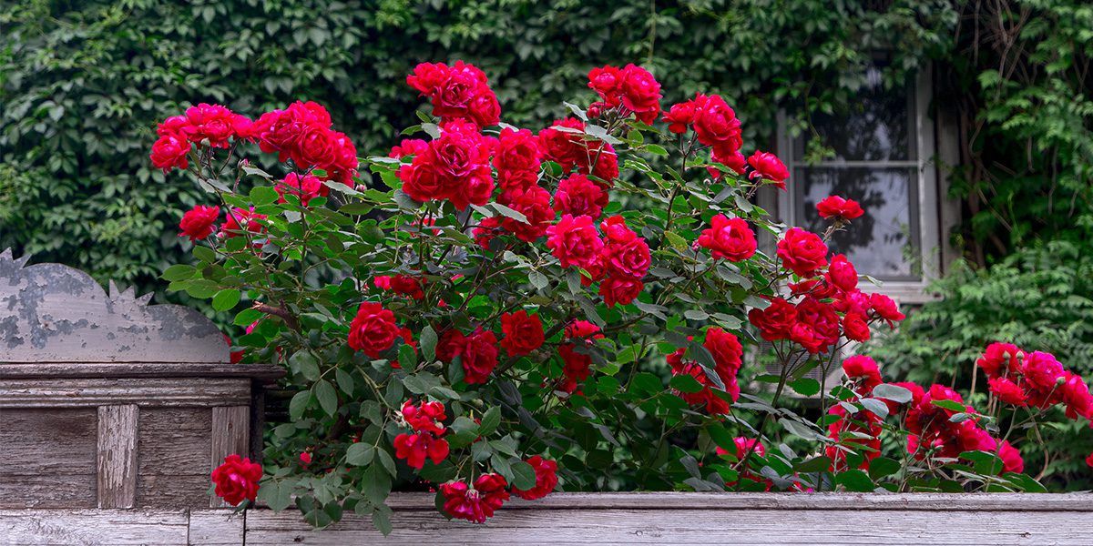 red roses blooming - Platt Hill Nursery-Chicago