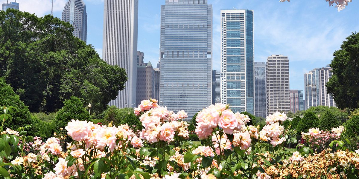roses in Chicago garden - Platt Hill Nursery- Chicago