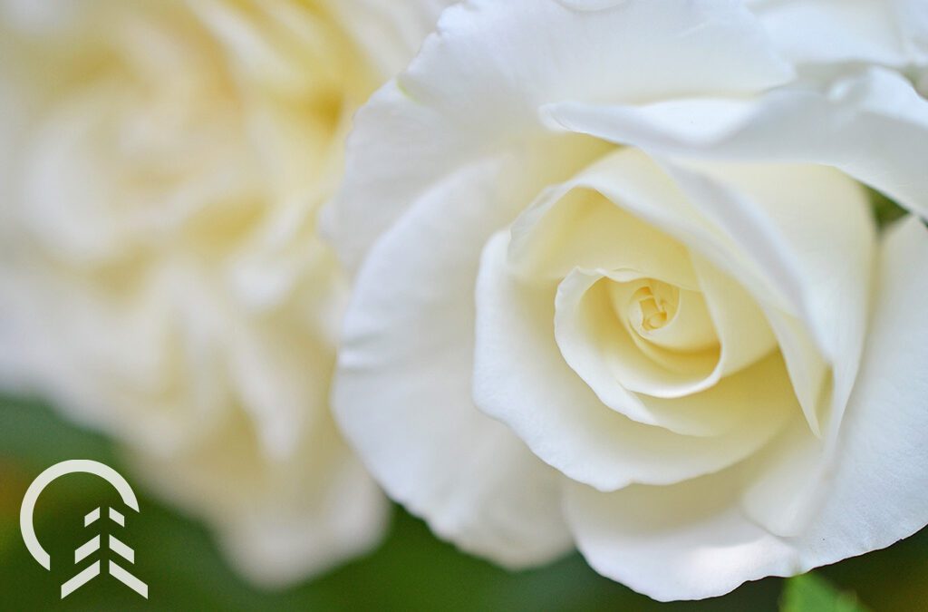 singe white blooming rose - Platt Hill Nursery- Chicago