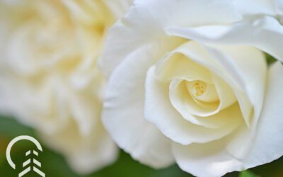 A Beginner’s Guide to Rose Bushes