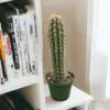 Cactus Plants, 4" Pots