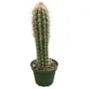 Cactus Plants, 4" Pots - Image 2