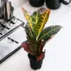 Croton Plant, 4" Pot
