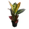 Croton Plant, 4" Pot - Image 2