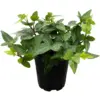 Ivy Houseplant, 4" Pot - Image 2