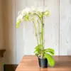 Orchid Plant, 4" Pot