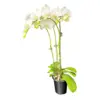 Orchid Plant, 4" Pot - Image 2