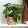 Philodendron Cordatum, 4" Pot