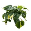 Philodendron Cordatum, 4" Pot - Image 2