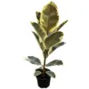 Variegated Rubber Plant, 4" Pot - Image 2