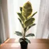 Variegated Rubber Plant, 4" Pot